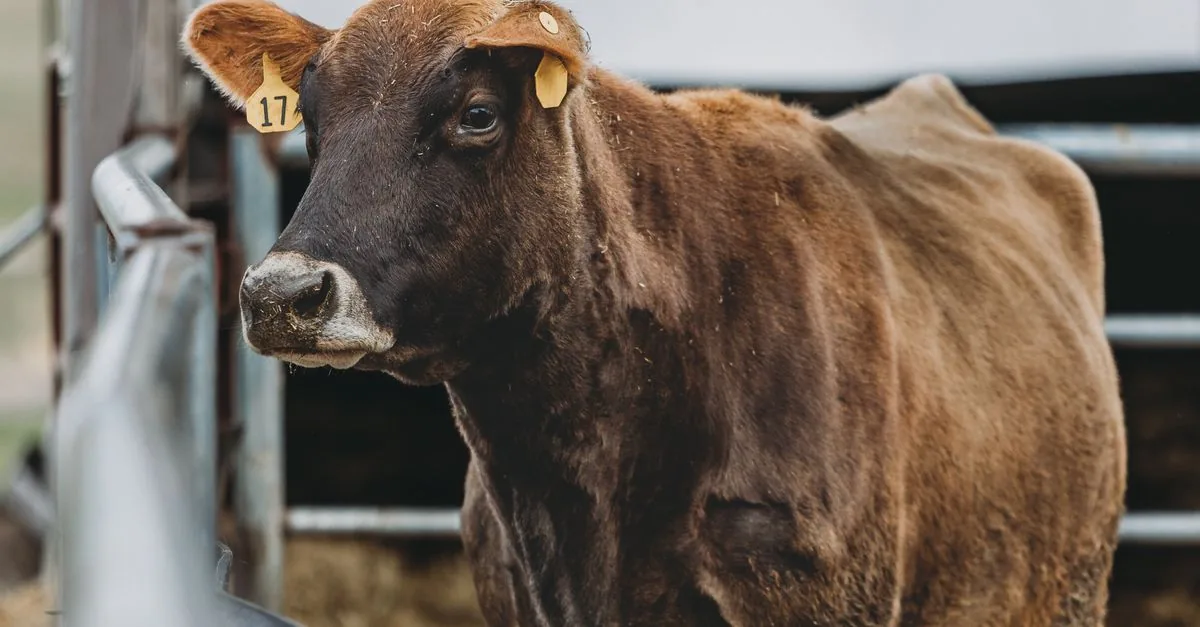 Le promesse di sostenibilità della carne non contano più