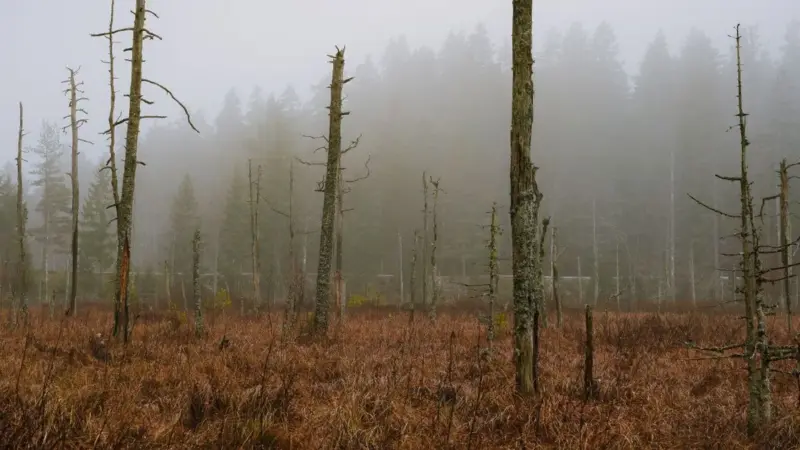 Le specie temperate stanno sparendo più di quelle tropicali