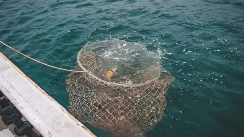 L’ippoglosso del Pacifico rischia di scomparire