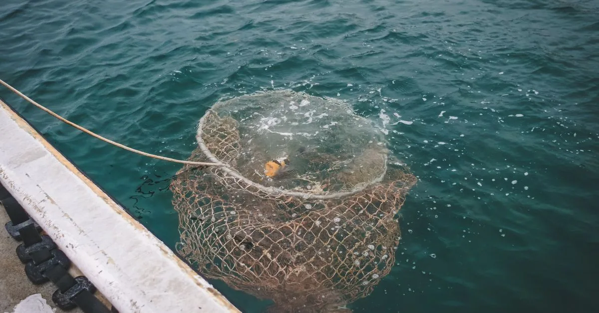 L’ippoglosso del Pacifico rischia di scomparire