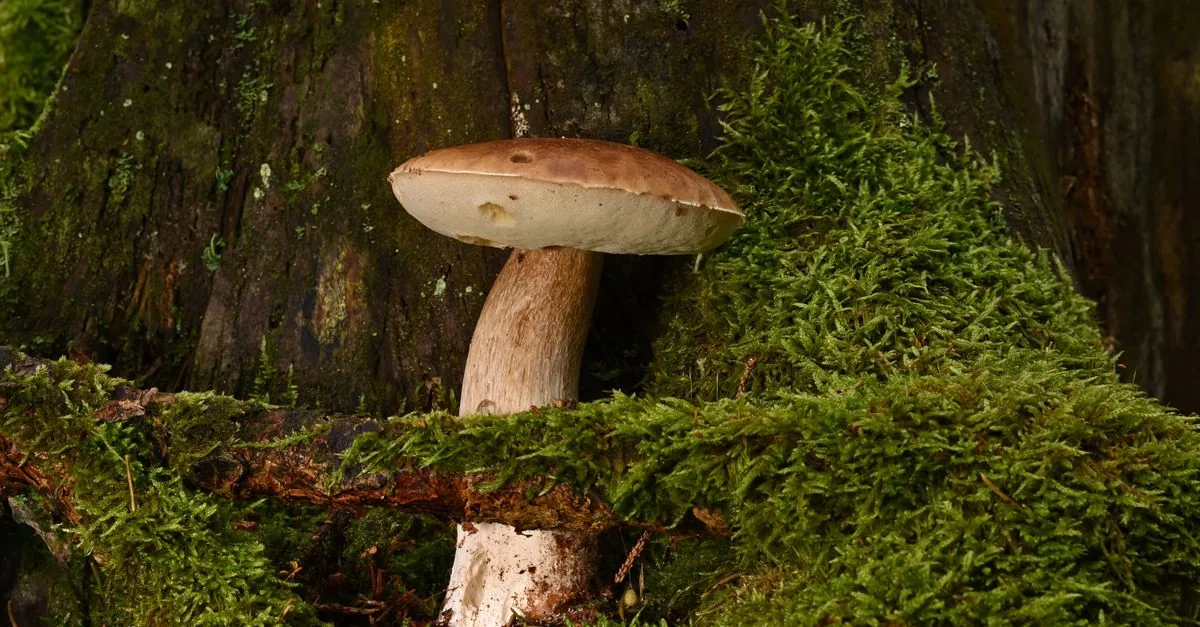 Per rigenerare un territorio servono i funghi giusti