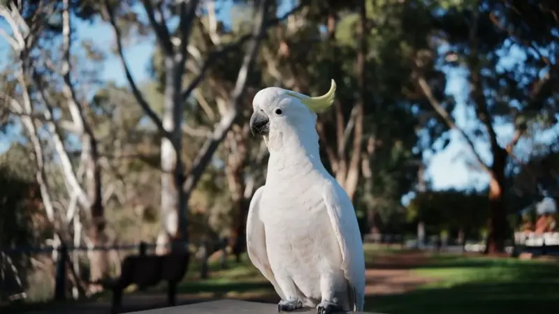 Un cacatua di città custodisce un segreto genetico