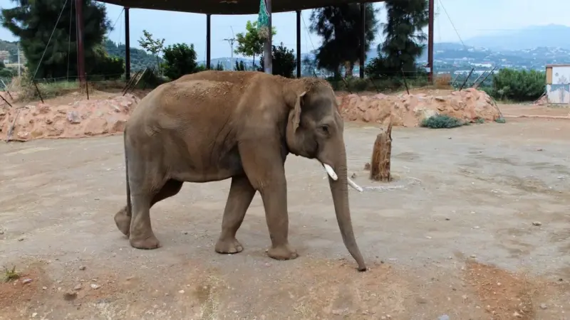 Un elefante protetto è stato dipinto di rosa