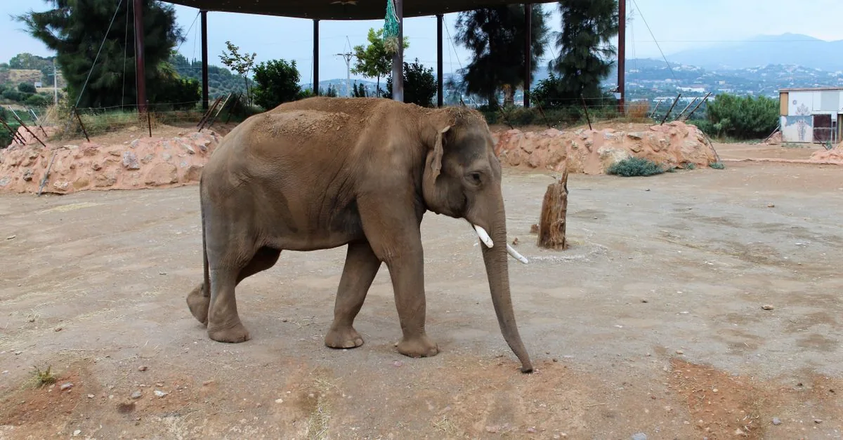 Un elefante protetto è stato dipinto di rosa