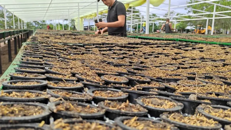 250 milioni di alberi: la promessa che rischia di restare una cerimonia