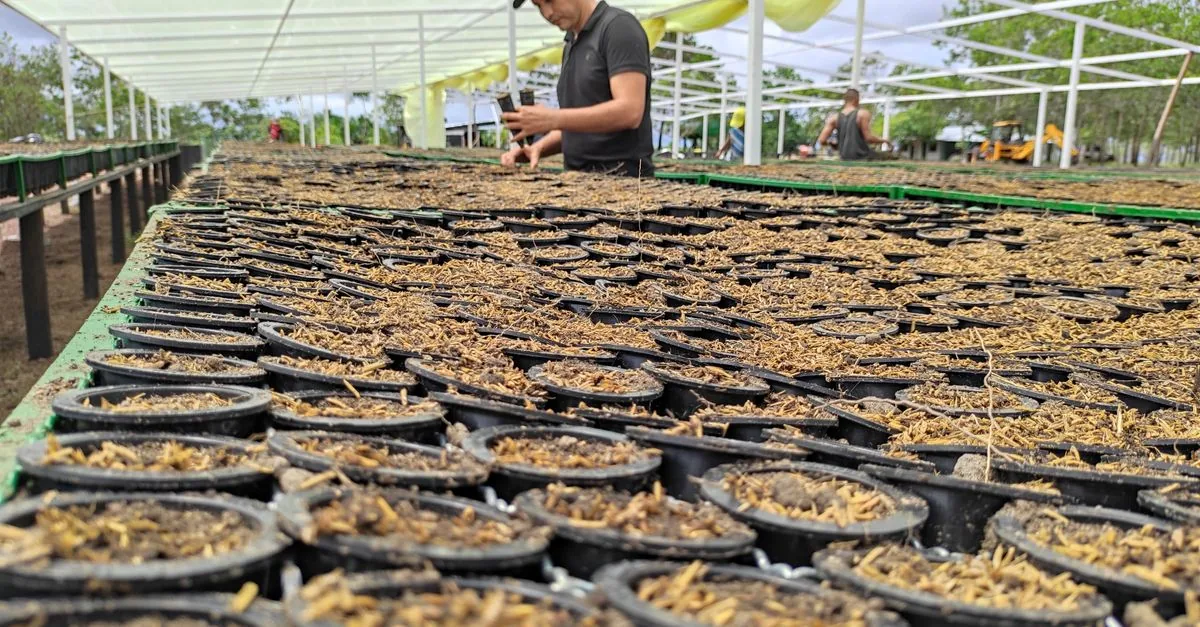 250 milioni di alberi: la promessa che rischia di restare una cerimonia