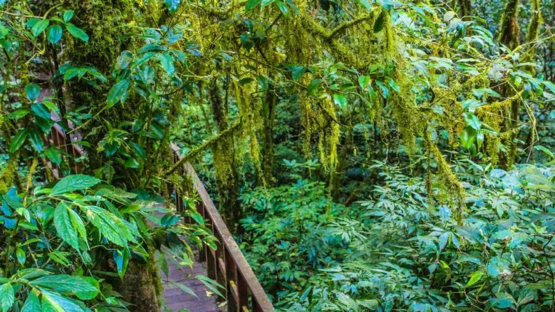 Da 90 a 18,8 milioni di sterline: il Regno Unito si sfila dal bacino del Congo