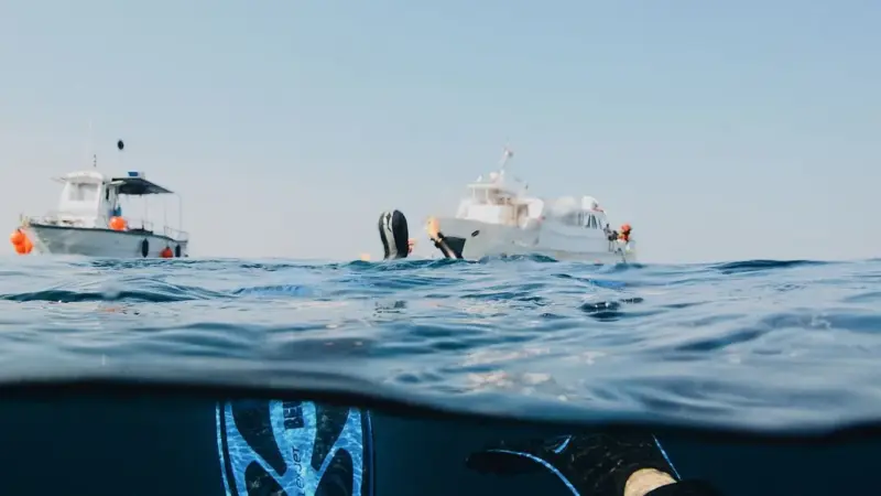 Florida Safe Seas Act: vietato nutrire gli squali per il turismo, non per la ricerca o la pesca