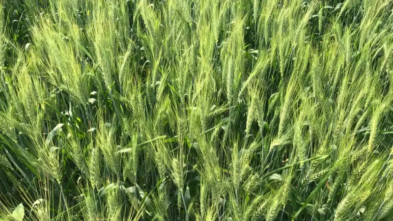I 40.000 acri di grano rigenerativo non bastano