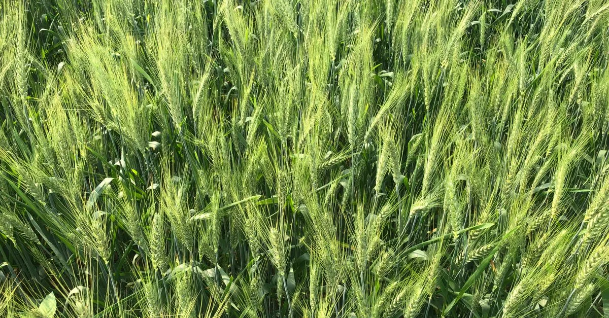I 40.000 acri di grano rigenerativo non bastano
