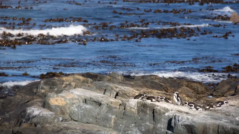 I pinguini di Humboldt in Perù stanno scomparendo a scatti