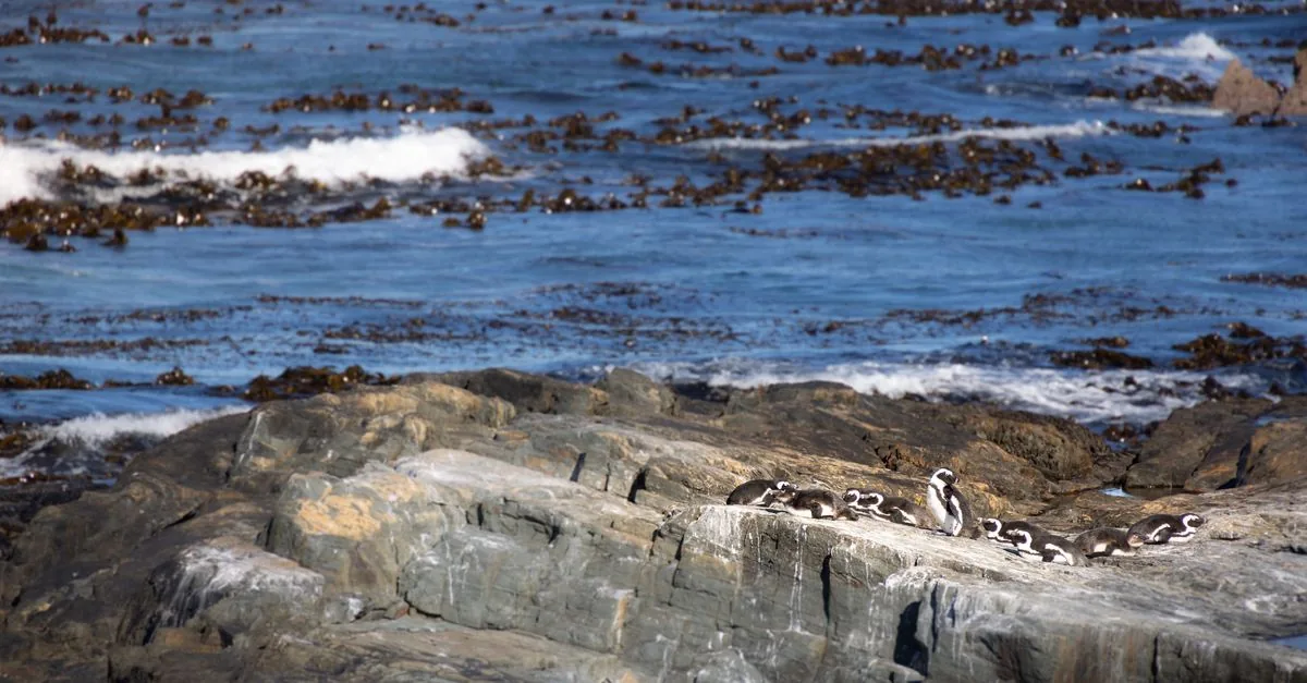 I pinguini di Humboldt in Perù stanno scomparendo a scatti