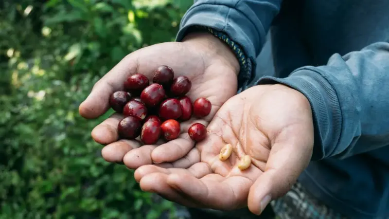 I prezzi record di caffè e cacao non arrivano mai al bancone