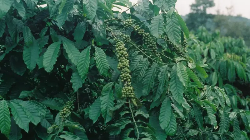 Il caffè sta perdendo le sue specie selvatiche