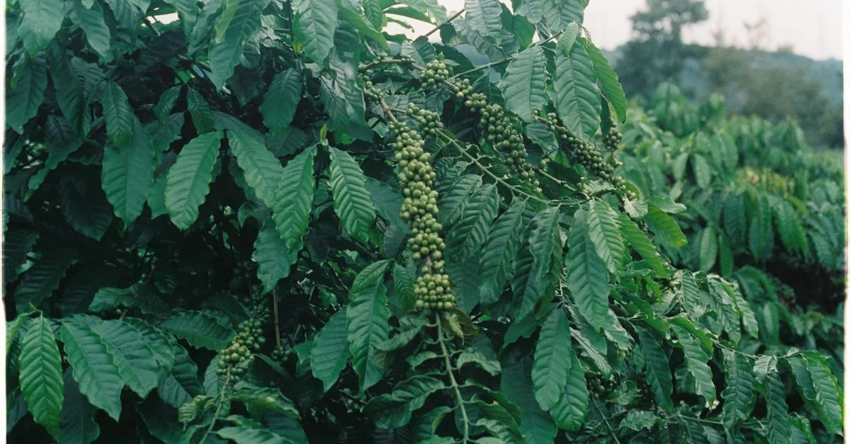 Il caffè sta perdendo le sue specie selvatiche