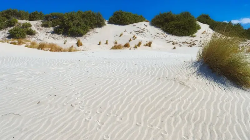 Il fratino sta scomparendo dalle spiagge italiane