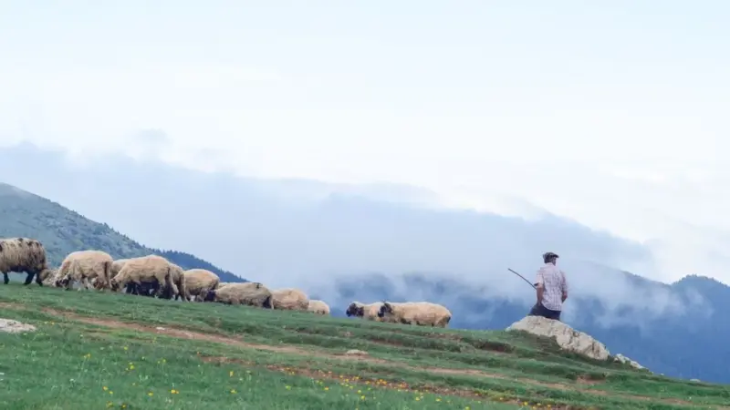 Il lupo in Calabria ha un conto da 8.742 capi l'anno
