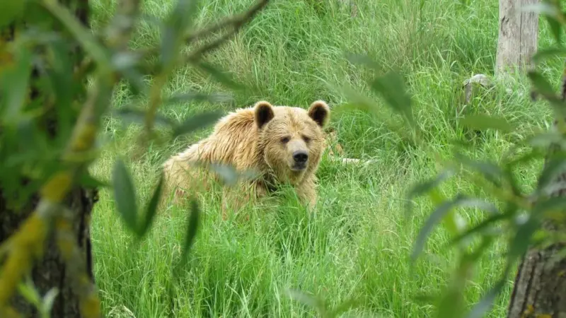 Il Montana prepara il delisting dei grizzly senza toccare la caccia