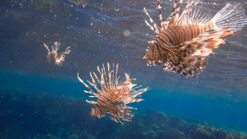 Il pesce leone è in Italia da dieci anni