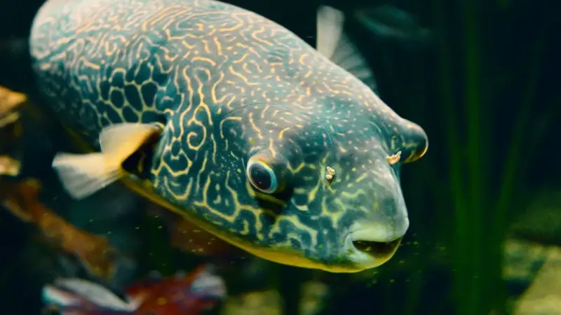 Il pesce palla argenteo è arrivato nei mari italiani