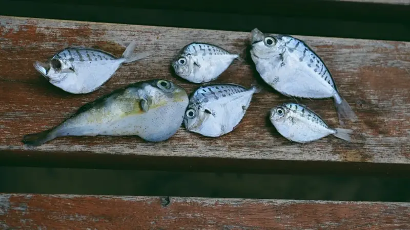 Il pesce palla tossico è arrivato nei nostri mari