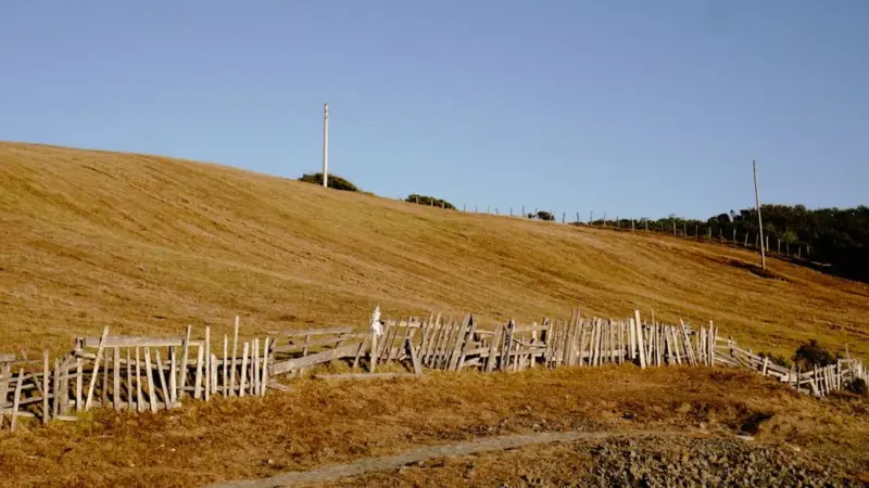 Il sorgo nei campi piemontesi ha ucciso decine di animali