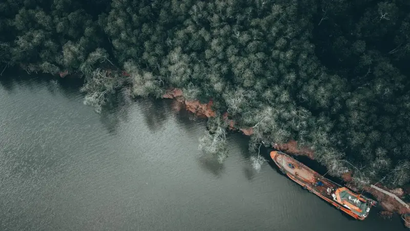 Il Sud-est asiatico ha più mangrovie ma meno carbonio