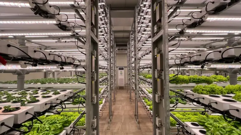 Il vertical farming ha già perso i suoi pionieri