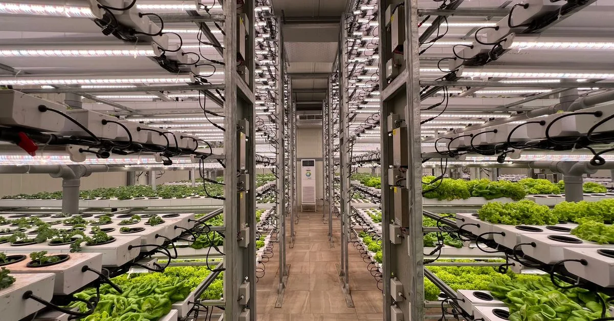 Il vertical farming ha già perso i suoi pionieri