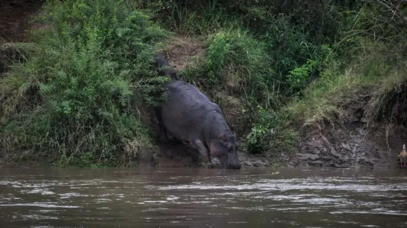In Colombia non si toccano più gli ippopotami di Escobar
