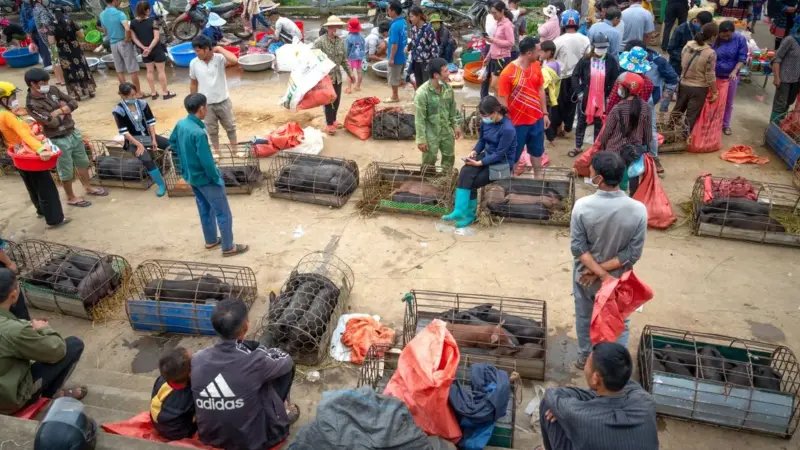 In Laos il mercato illegale di fauna selvatica è raddoppiato