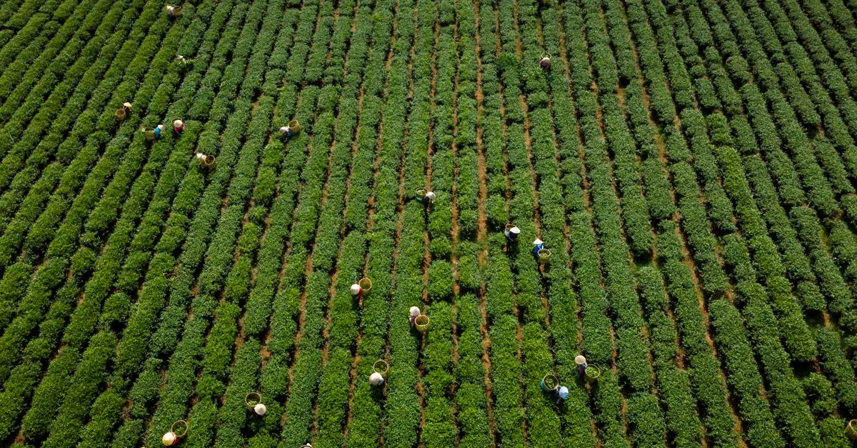 La certificazione del caffè esiste, la lobby l'ha rallentata