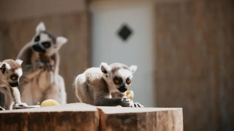 La delegata USA indagata per i lemuri di famiglia
