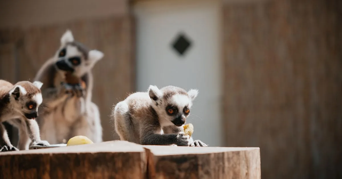 La delegata USA indagata per i lemuri di famiglia