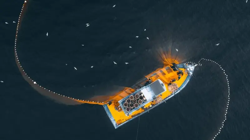 La medusa australiana è tornata nel Golfo del Messico