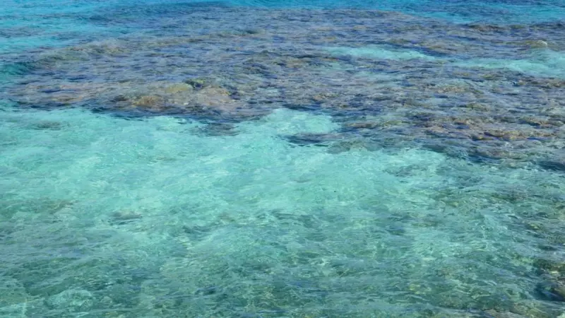 La Tanzania ha trovato una barriera corallina che resiste al caldo