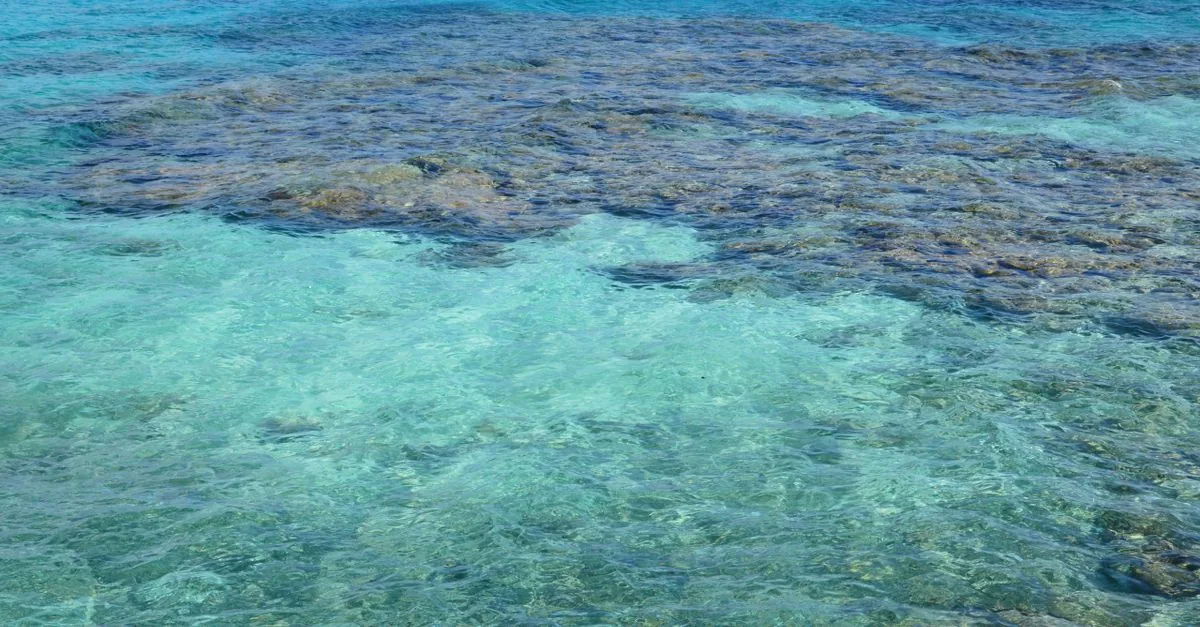 La Tanzania ha trovato una barriera corallina che resiste al caldo