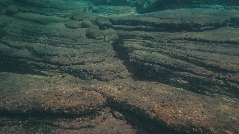 La transizione energetica minaccia i molluschi degli abissi