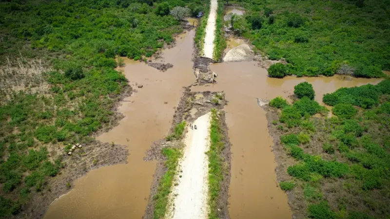 La voce dei formichieri giganti si è spenta sopra il Pantanal
