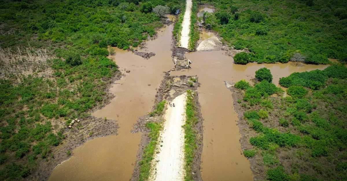 La voce dei formichieri giganti si è spenta sopra il Pantanal