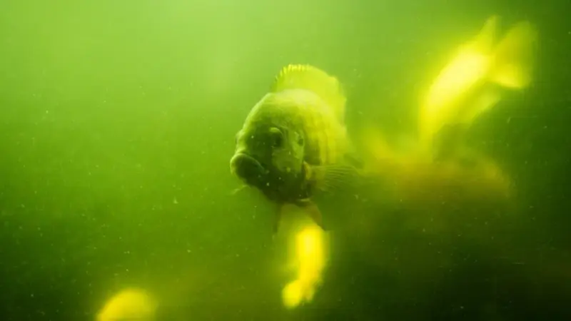 La zona morta del Golfo si è ridotta del 30%
