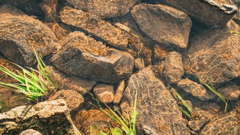 L'Alabama spende l'1% del bilancio per le specie a rischio