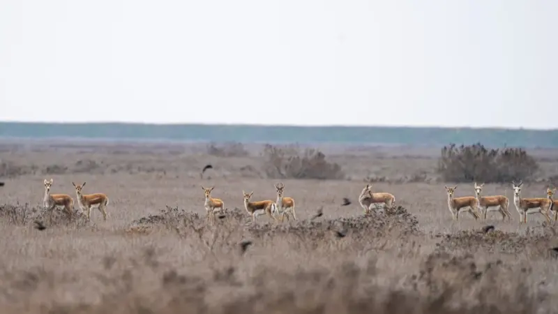 L'allodola rugginosa è ricomparsa dopo 94 anni. Ora mancano i soldi