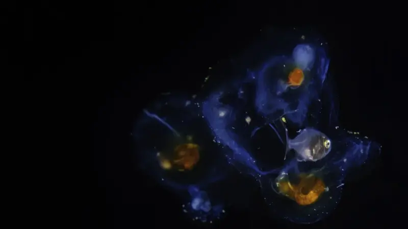 Lirapex felix nella Lista Rossa: il 62% dei molluschi idrotermali è a rischio