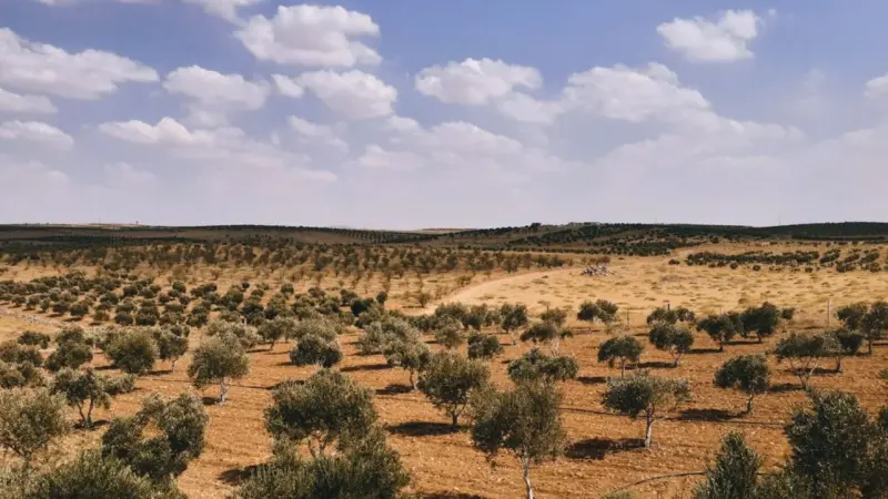 L'oliveto di Villa Adriana si lega all'El Niño