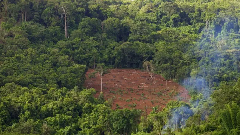 L'orango di Tapanuli perde il 70% della sua foresta altrove