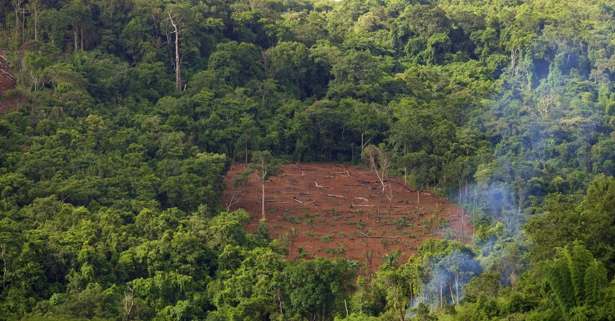 L'orango di Tapanuli perde il 70% della sua foresta altrove