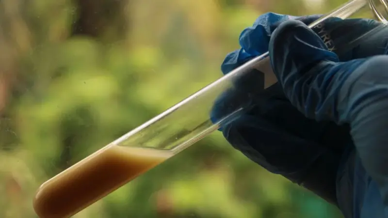 Nel fango delle mangrovie hanno trovato dodici enzimi che digeriscono la plastica
