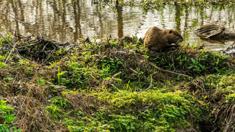 Una fattoria inglese vale 35 milioni grazie ai castori