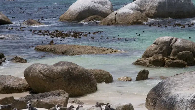 A Punta San Juan i pinguini sono passati da 5.000 a 300